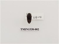 藏品(紅紋沫蟬)的圖片